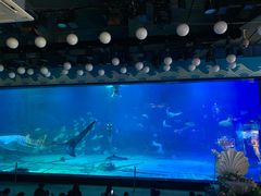 -烟台海昌鲸鲨海洋公园