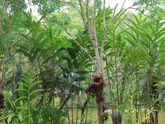-中国科学院西双版纳热带植物园