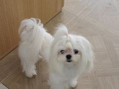 -翊宠yipet猫狗购宠庄园犬舍•猫舍