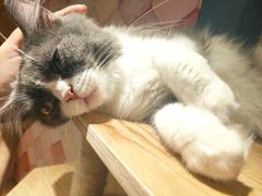 -猫冇咖·家门口的撸猫馆(大融城店)