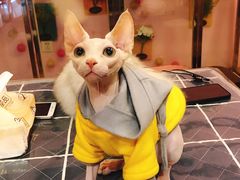 -小呆的宠物店·宠物售卖·宠物寄养(城西店)