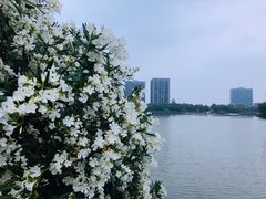-南翔镇银翔湖公园