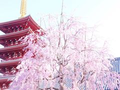 -上野公园花园稻荷神社(忍岡稲荷神社)