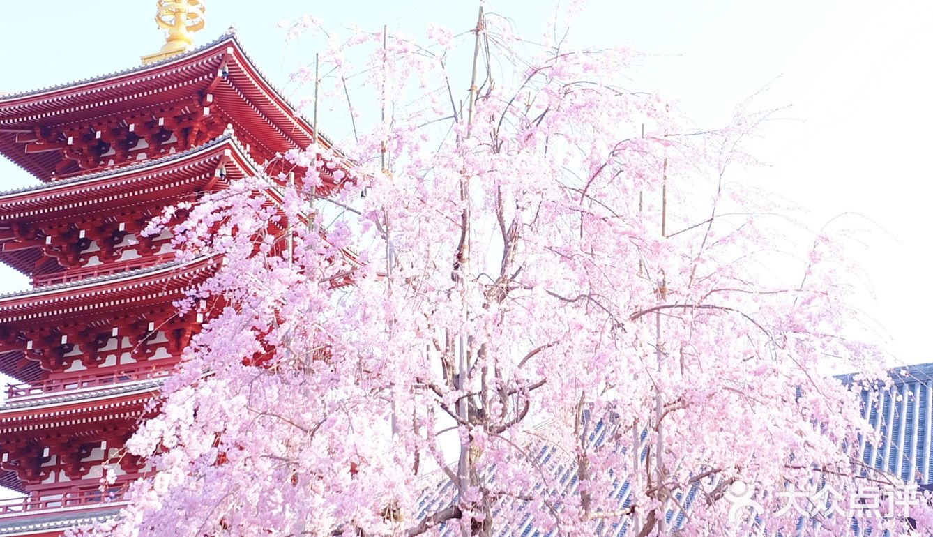 日本赏樱—春季赏花好去处🌸