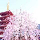 日本赏樱—春季赏花好去处🌸