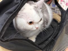 -瑞鹏宠物医院·骨科·猫科·内科(第一中心)