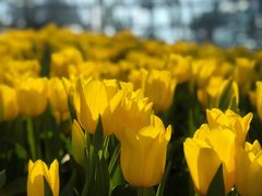 -芽庄珍珠岛游乐园