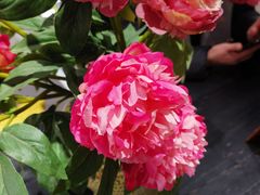 -宫事颐庭·老佛爷贵寿下午茶(颐和园店)