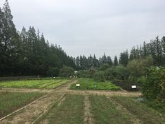 -前小桔亲子创意农场·草莓采摘·露营烧烤