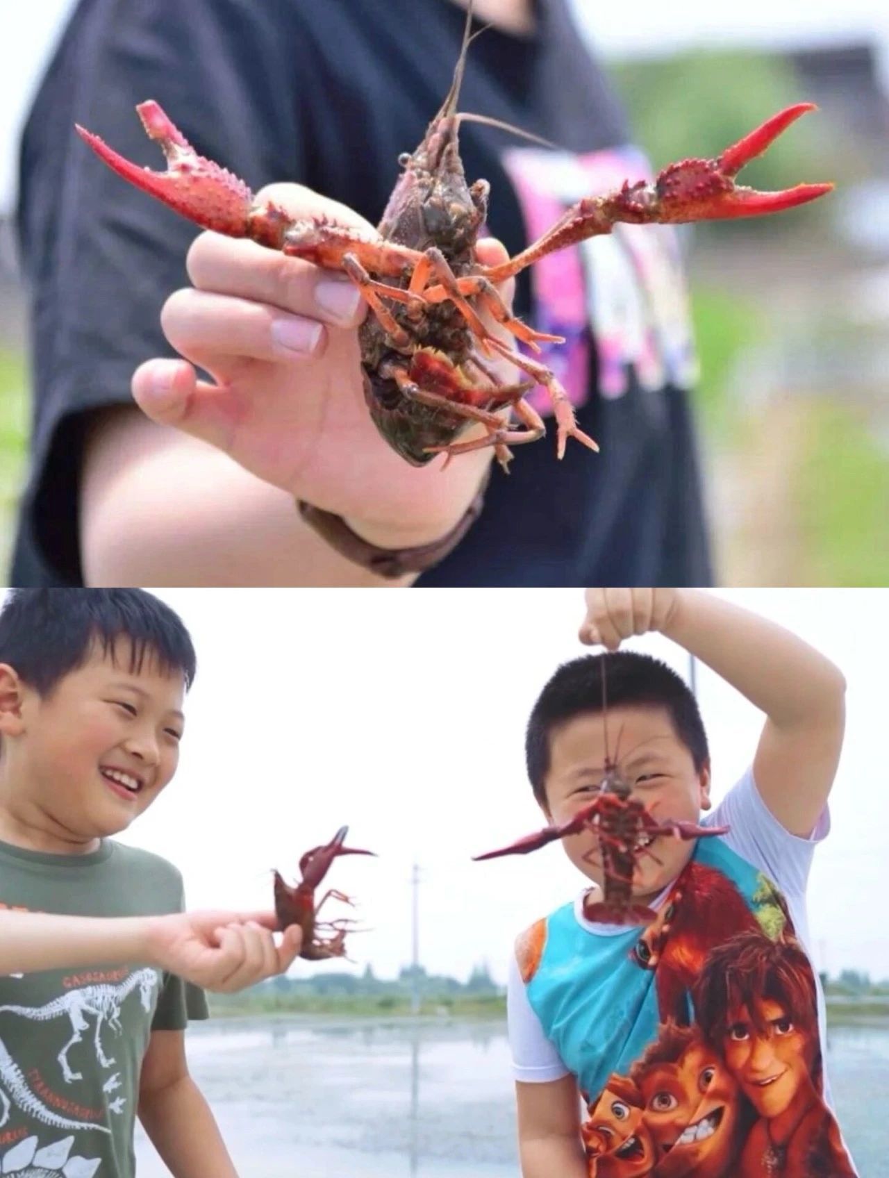 插秧,抓小龙虾,蔬菜采摘,做春卷,稻田农耕节