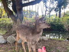 -广东花都香草世界旅游度假区