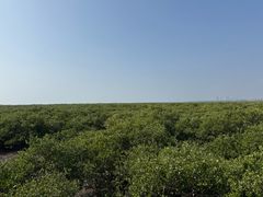 -北海金海湾红树林生态旅游区