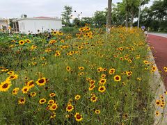 -上海长兴岛郊野公园