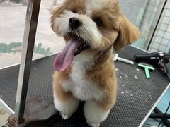 -格蕾宠物医院24H·猫科·肿瘤科·骨科中心(福州总院)