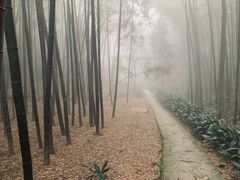 -缙云山景区