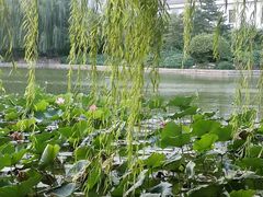 -团结湖公园