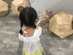 -楼上猫咖(罗湖店)