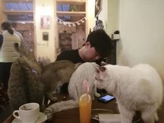-猫色咖啡·猫咖