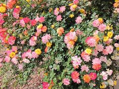 -祥源·阜阳生态乐园