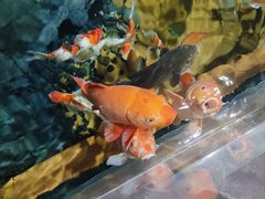 -上海海洋水族馆