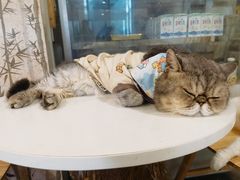 -楼上猫咖(罗湖店)