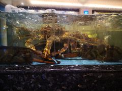 -国惠大酒楼(爱琴海购物公园店)