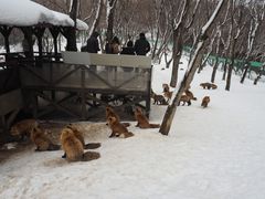 -宫城藏王狐狸村