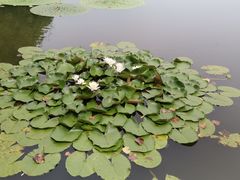 -泗洪洪泽湖湿地景区