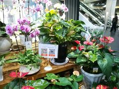 -豆豆花艺(新光天地店)