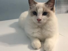 -喵的天空名猫咖啡馆·撸猫·猫舍·用品