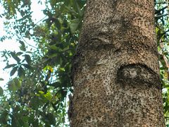 -中国科学院西双版纳热带植物园