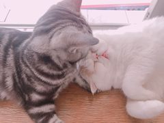 -猫大福·Fortune Cat猫舍(百子湾店)
