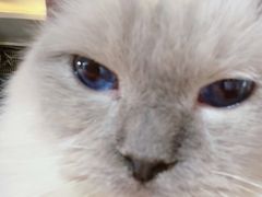 -more than meow吴止猫主题餐厅(承德 中船汇店)