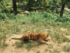 -大连森林动物园