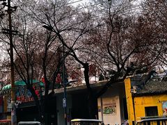 -油旋张(大观园店)