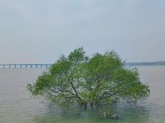 -宝安西湾红树林湿地公园