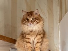 -瑞派宠物医院·犬猫全科·猫友好(宾水西道店)