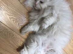 -Pets First伊珊娜洗护·精致美容·家庭式寄养(新会路店)