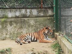 -栾川竹海野生动物园