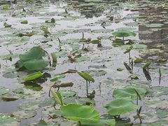 -前关湿地公园