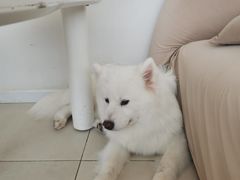 -怪兽屋·羊驼·猫咖·狗咖(俊华广场店)