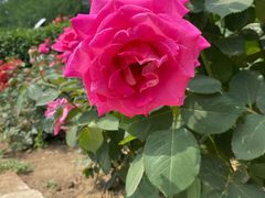 -国家植物园南园