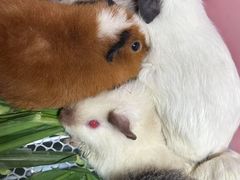 -毛绒耶耶撸宠馆·猫咖·狗咖·荷兰猪咖