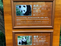 -成都大熊猫繁育研究基地