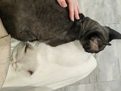 -楼上猫咖(罗湖店)