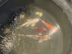 -萌兽医馆·眼科·异宠专科(三里屯店)