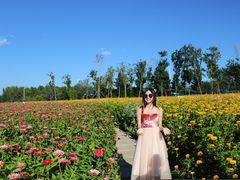 -莲花山花海
