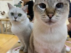 -李小姐の猫咖啡馆(五角场店)
