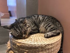 -猫儿山۰猫主题餐厅