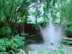 景观位-绿光森林餐厅
